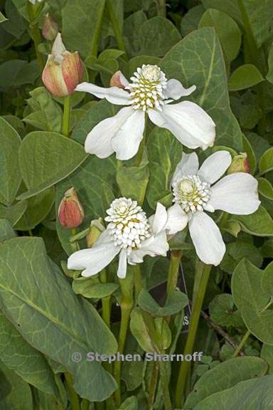 anemopsis californica 4 graphic